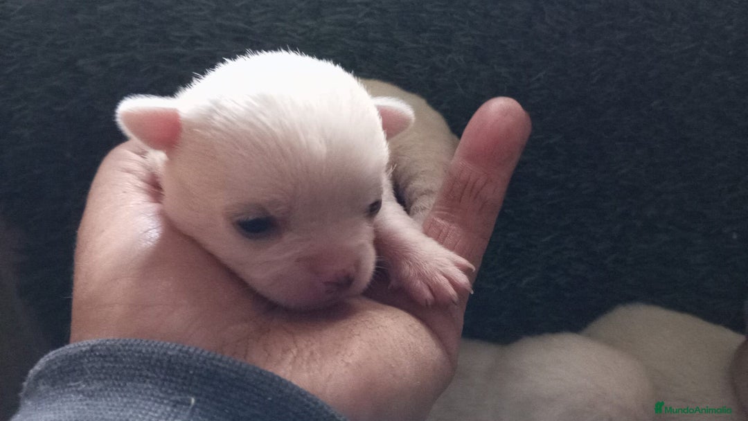 Chihuahua perros en venta: Chihuhuas - Anuncio 2