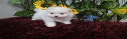 Pomerania perros en venta: Pomerania - Anuncio 3