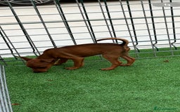 Pinscher Miniatura perros en venta: Pincher macho  - Imagen 5