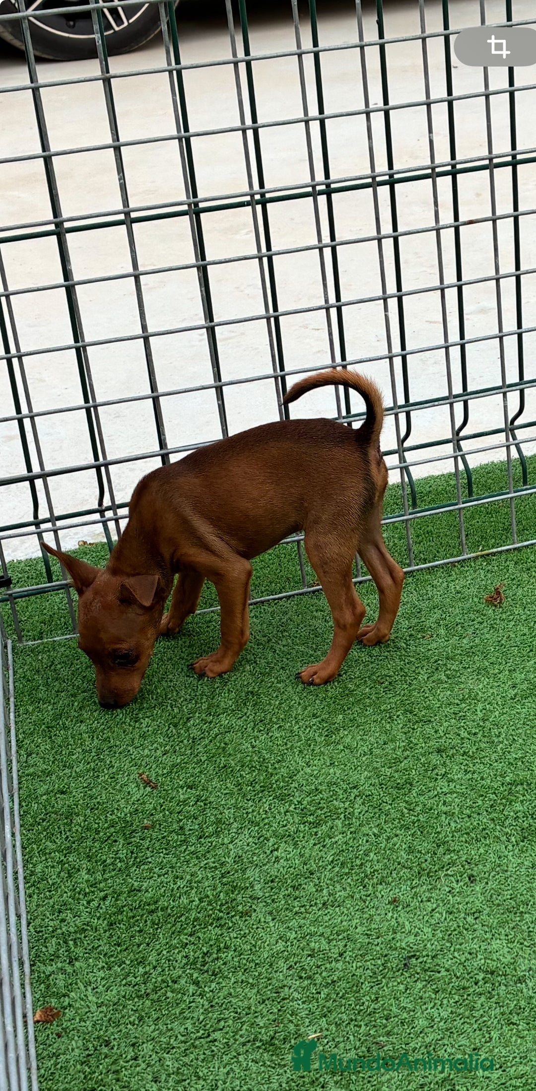 Pinscher Miniatura perros en venta: Pincher macho  - Imagen 5