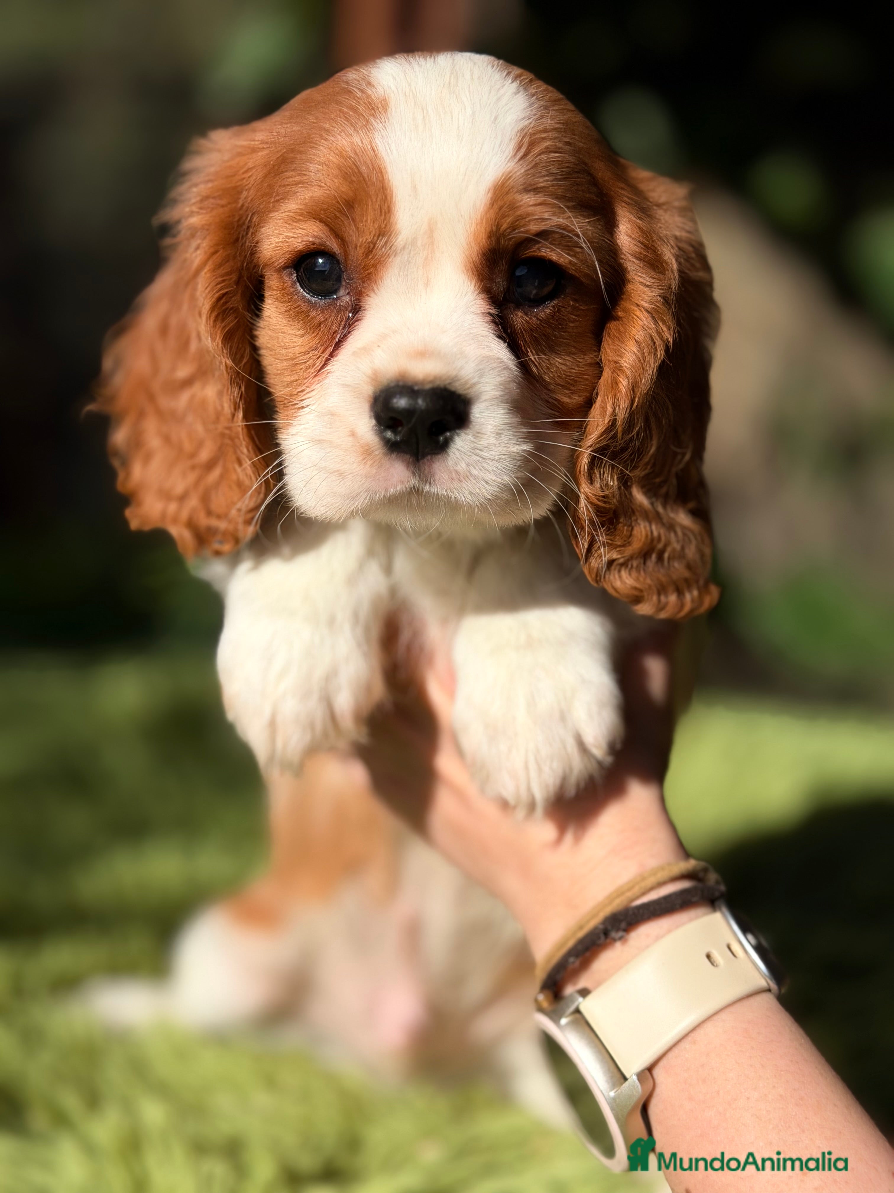 Cavalier King Charles Spaniel perros Cavalier color Blenheim  - Anuncio 2