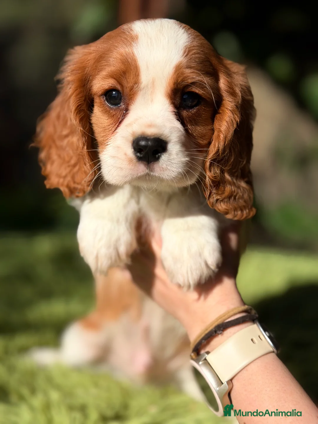 Cavalier King Charles Spaniel perros en venta: Cavalier color Blenheim  - Anuncio 2
