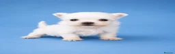 Bichón Maltés perros en venta: Bichon Maltes toy  - Anuncio 5