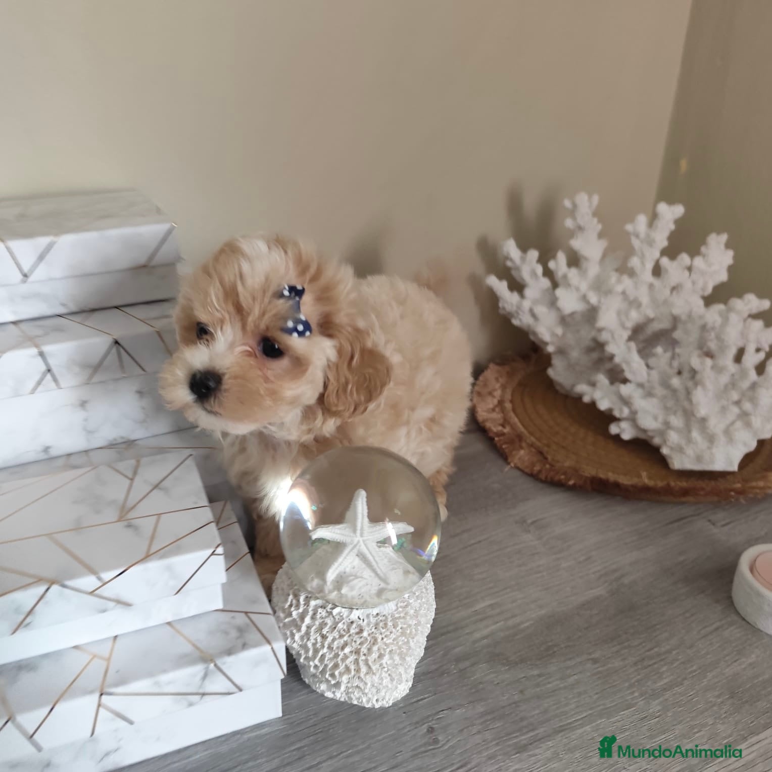 Maltipoo perros Maltipoo  - Anuncio 1