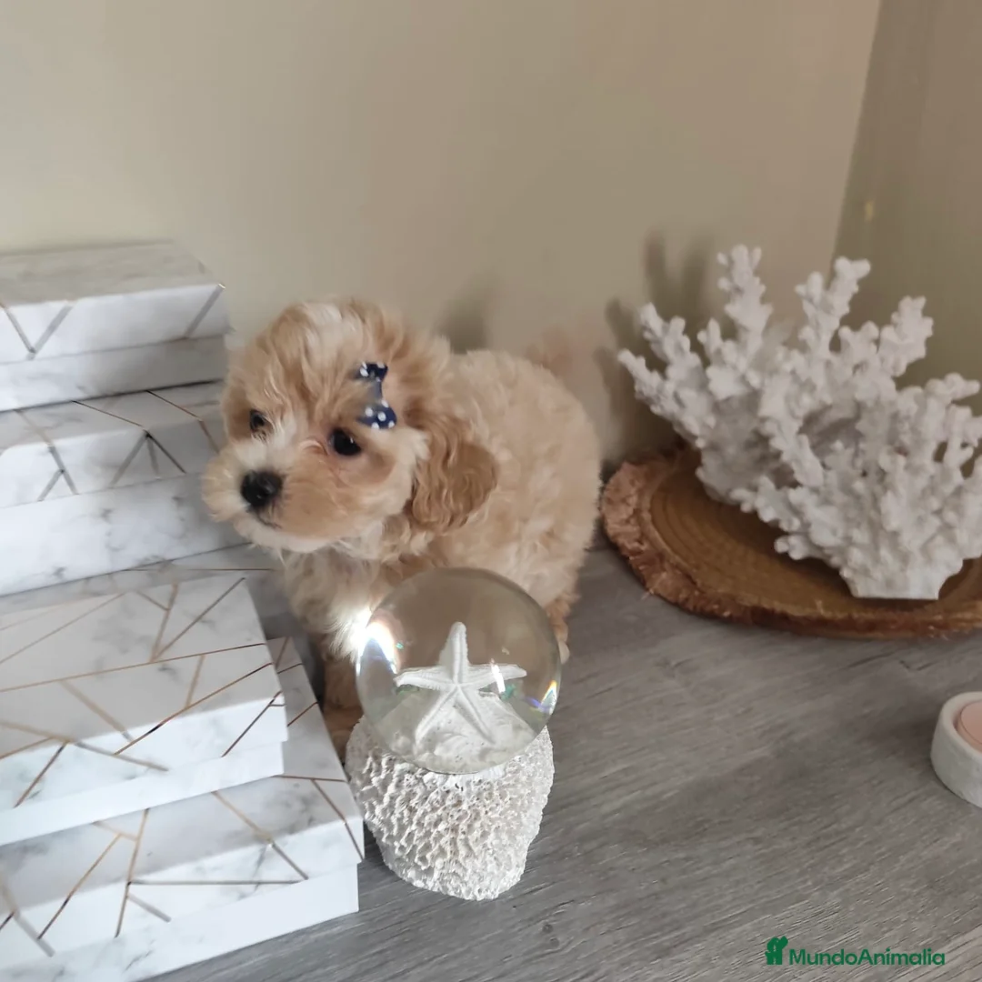 Maltipoo perros en venta: Maltipoo  - Anuncio 1