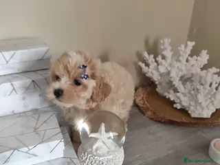 Maltipoo perros Maltipoo - Anuncio 1