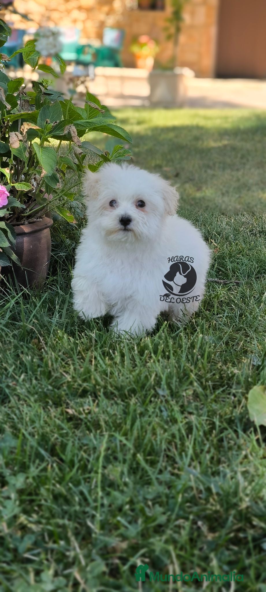 Bichón Maltés perros Macho de bichón maltés  - Anuncio 1