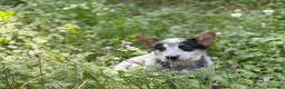 Boyero de Australia perros en venta: 🐾🐾🐾  Australian Cattle Dog 🐾🐾🐾 - Anuncio 4