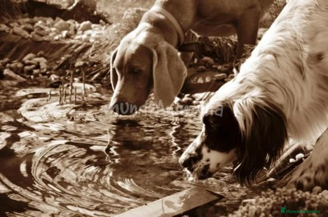 Imagen de galería {{count}}