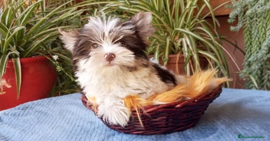 Yorkshire Terrier perros - Anuncio 7