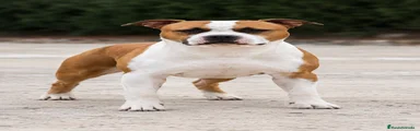 American Staffordshire-Terrier 6