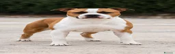American Staffordshire-Terrier perros en venta: American Staffordshire Terrier  - Anuncio 4