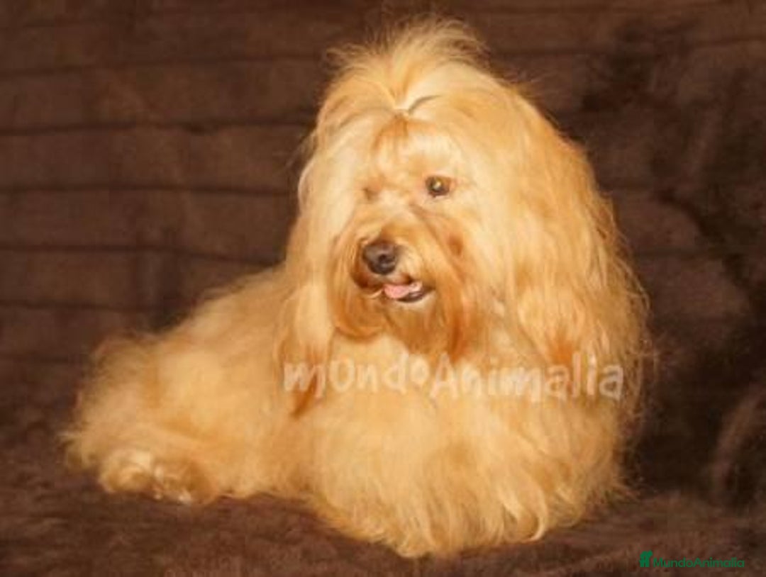 Imagen de galería {{count}}