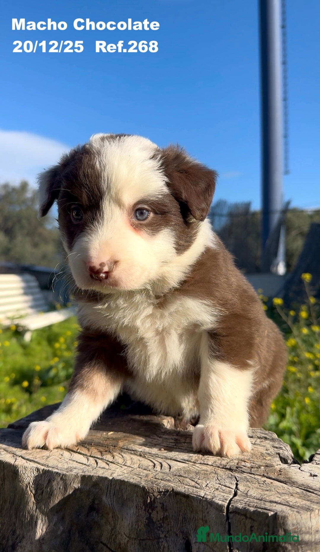 Border Collie perros en venta: BORDER COLLIE DE VILLA BIZNAGA - Anuncio 12