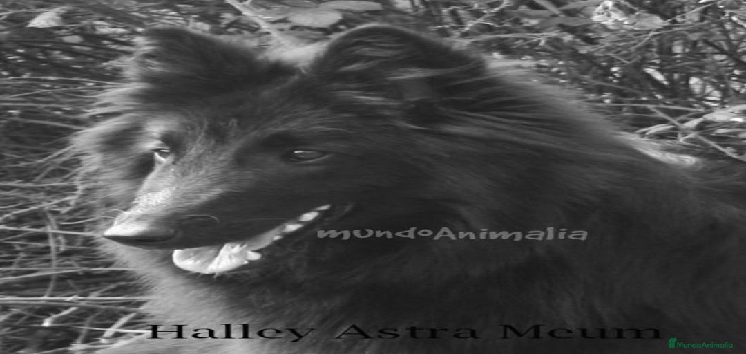 Imagen de galería {{count}}