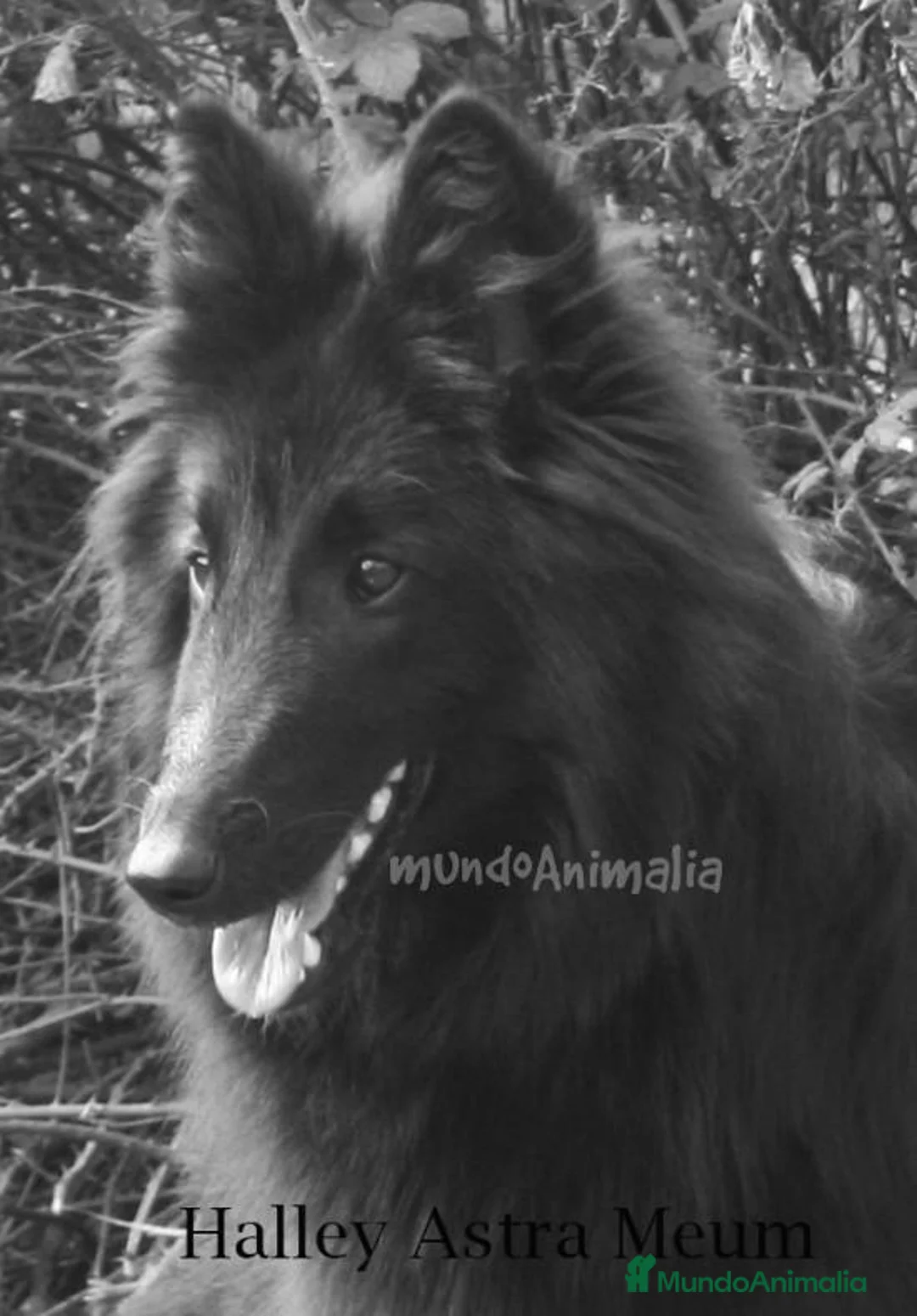 Imagen de galería {{count}}