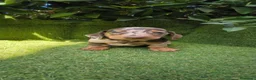 Teckel Miniatura perros en venta: teckel miniatura arlequín chocolate varios colores - Anuncio 23