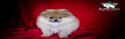 Pomerania perros en venta: Pomerania Macho - Anuncio 1