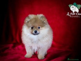 Pomerania perros Pomerania Macho - Anuncio 2