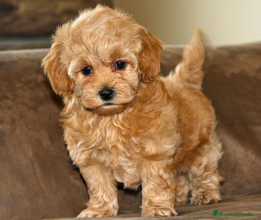 Maltipoo perros maltipoo - Anuncio 5