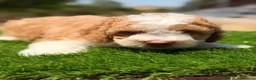 Perro de Agua Español perros en venta: Perro de agua español  - Anuncio 12