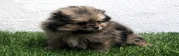 Pomerania perros en venta: Pomerania - Anuncio 13