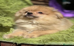 Pomerania perros en venta: POMERANIA CREMA DISPONIBLE - Imagen 5