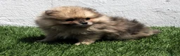 Pomerania perros en venta: Pomerania - Anuncio 20