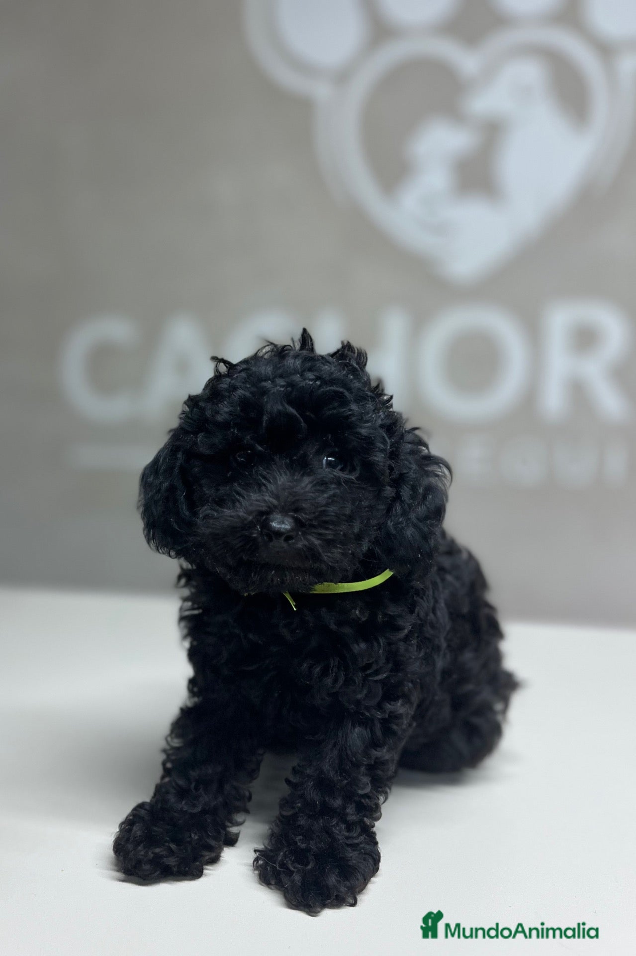 Caniche Toy perros Caniche negro  - Anuncio 24