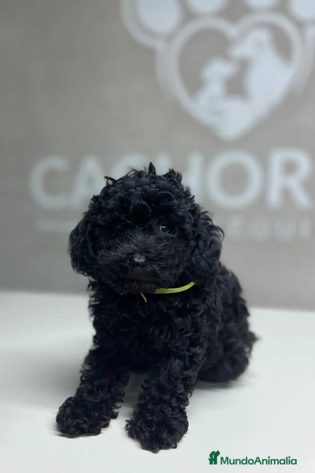 Caniche Toy perros en venta: Caniche negro  - Anuncio 1