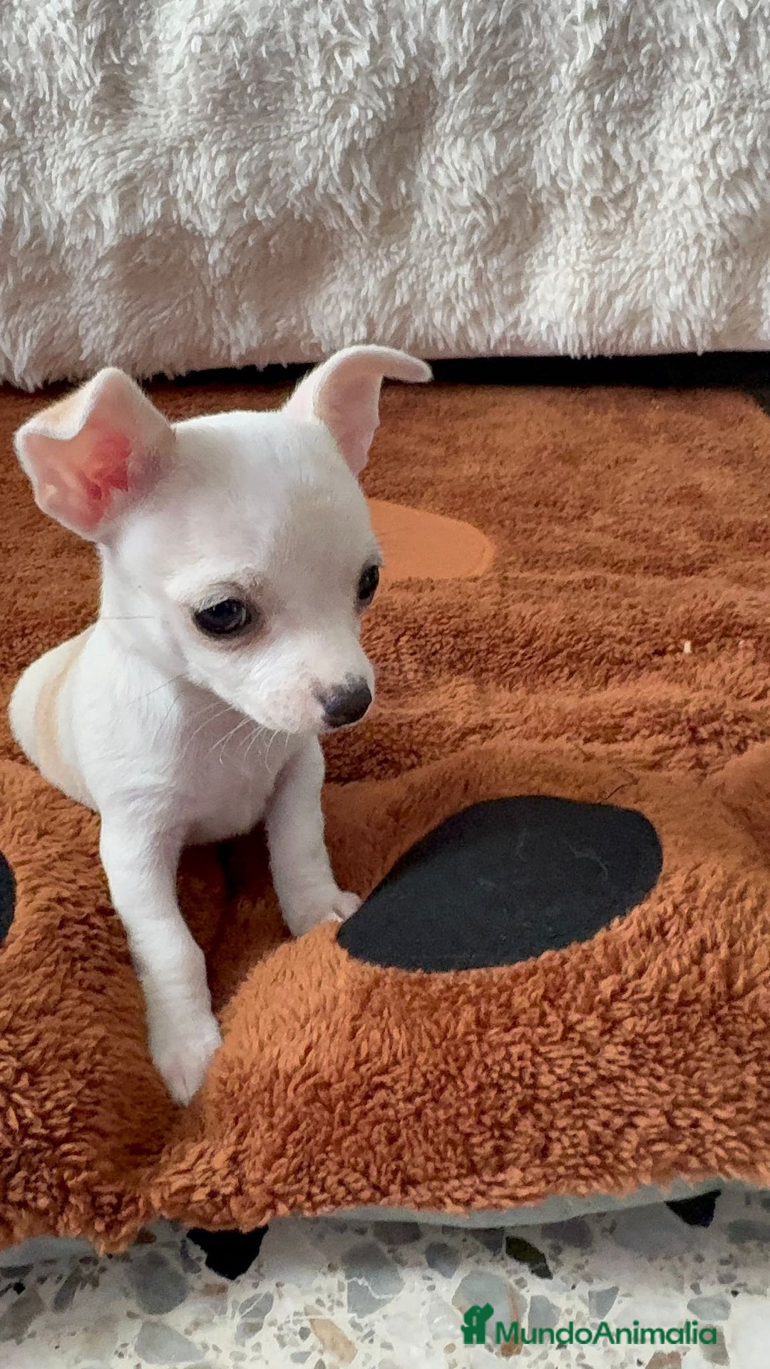 Chihuahua perros en venta: Chihuahua toy hembra - Anuncio 1