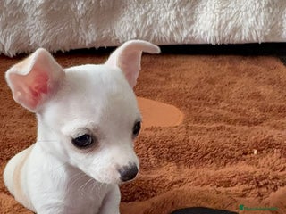 Chihuahua perros Chihuahua toy hembra - Anuncio 3