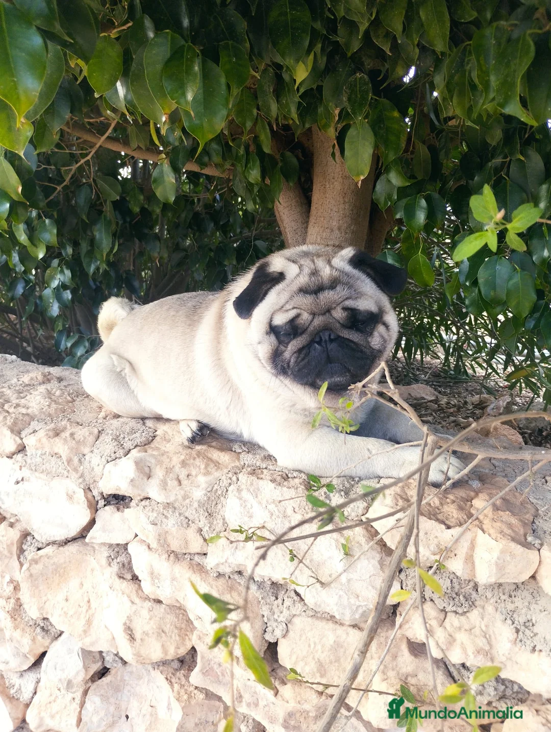 Carlino - Pug perros en venta: Carlino macho - Anuncio 6