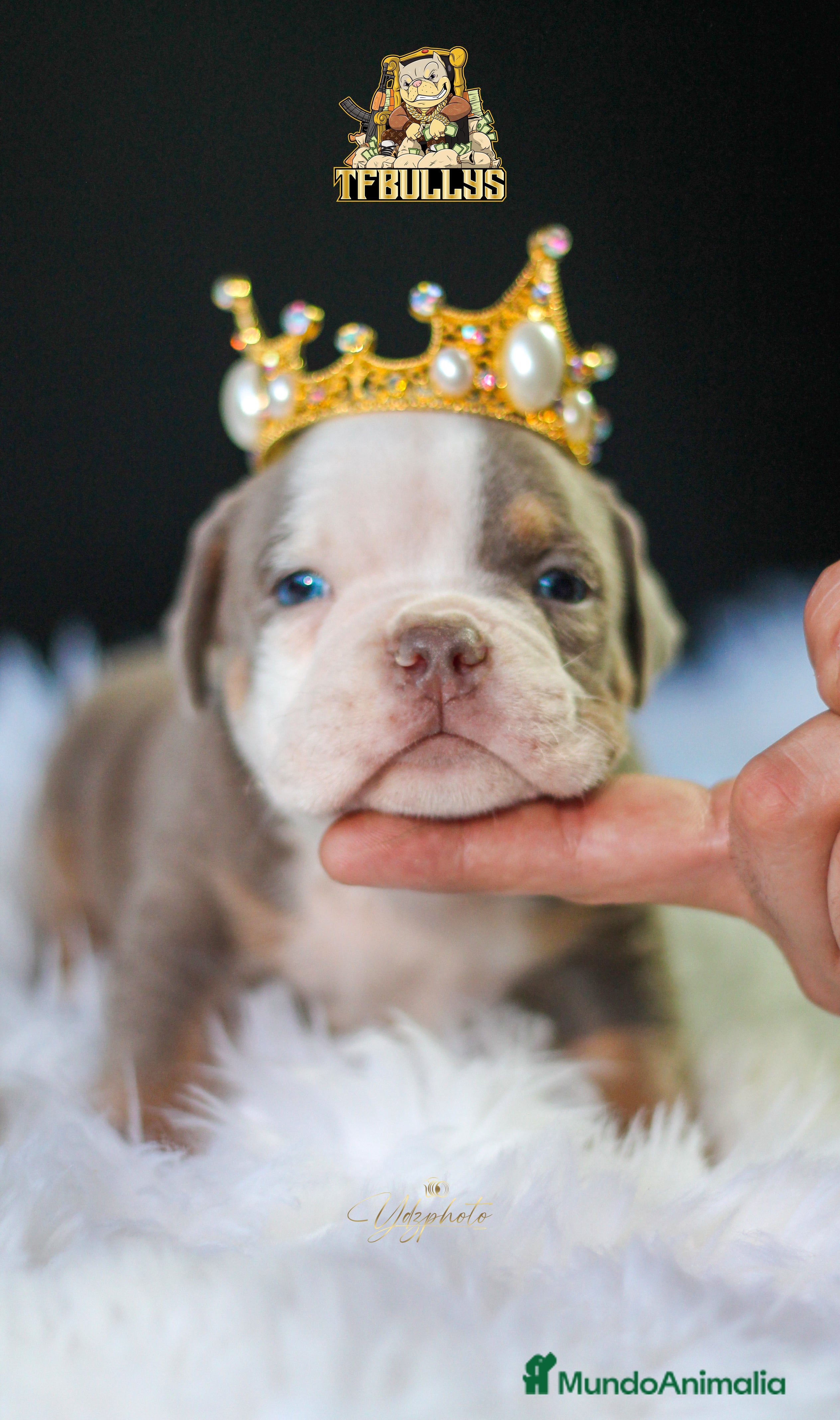 American Bully perros American Bully tricolor lilac - TFBullys -  en Cantabria - Anuncio 2