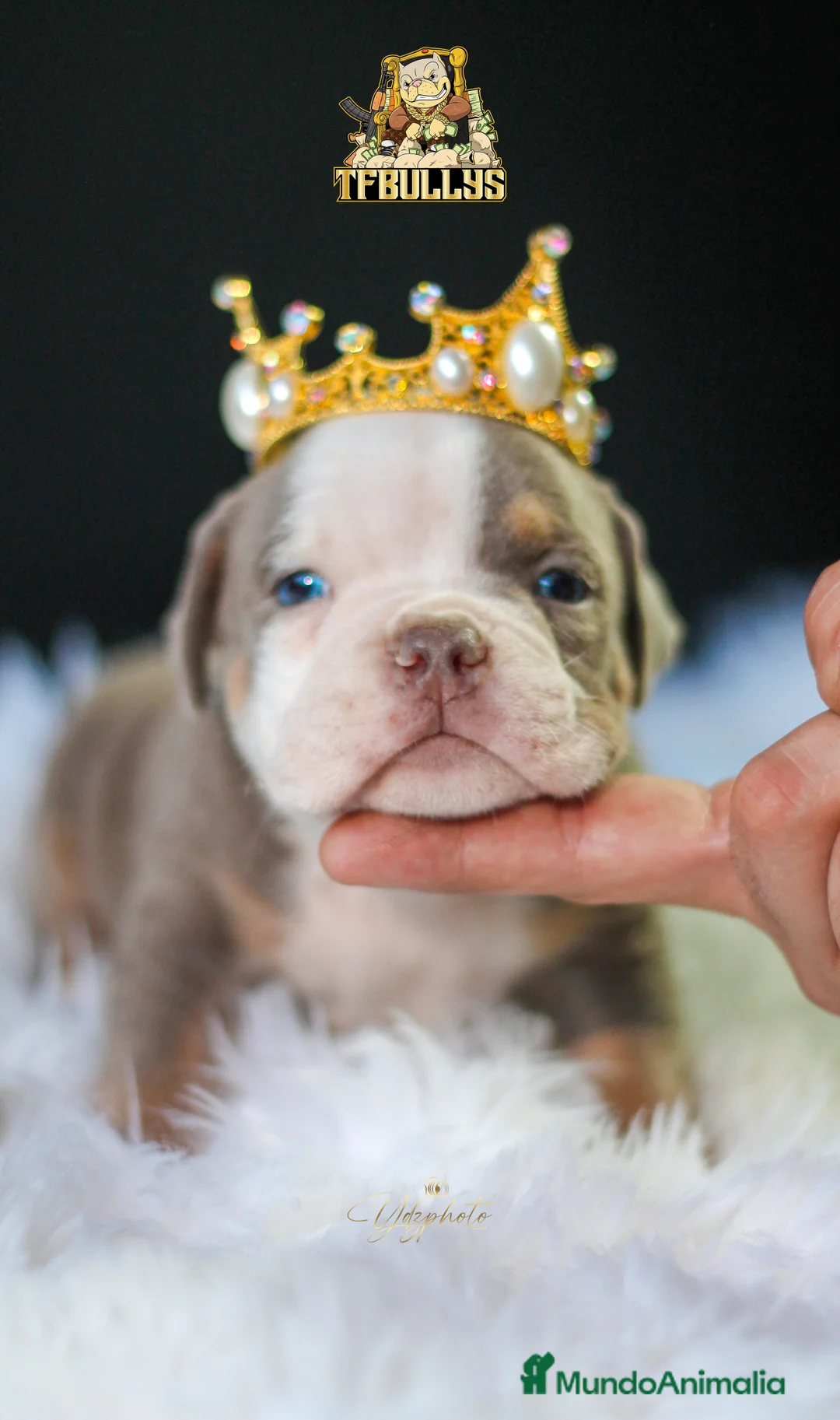 American Bully perros en venta: American Bully tricolor lilac - TFBullys -  en Cantabria - Anuncio 2