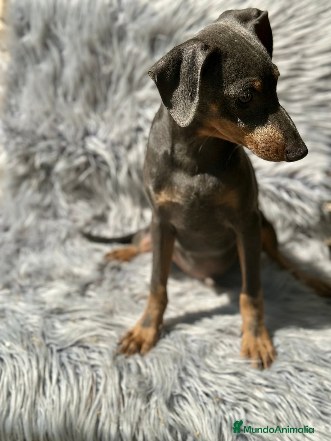 Pinscher Alemán perros en venta: PINSCHER ALEMÁN TAMAÑO PEQUEÑO - Imagen 6