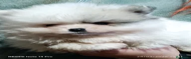 Pomerania Cachorro 1