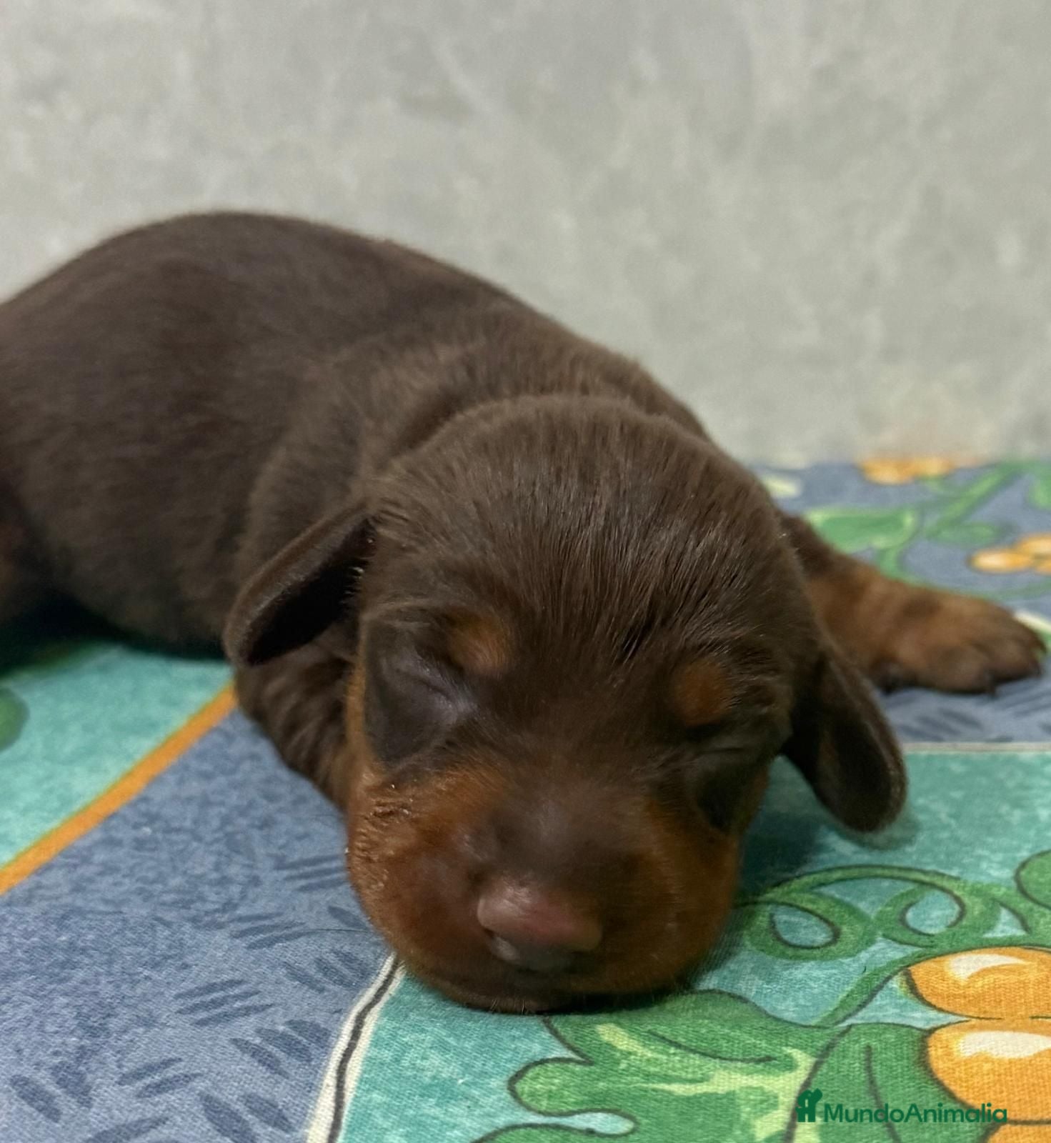 Teckel Miniatura perros teckel mini valencia garantia vacunas madrid - Anuncio 11
