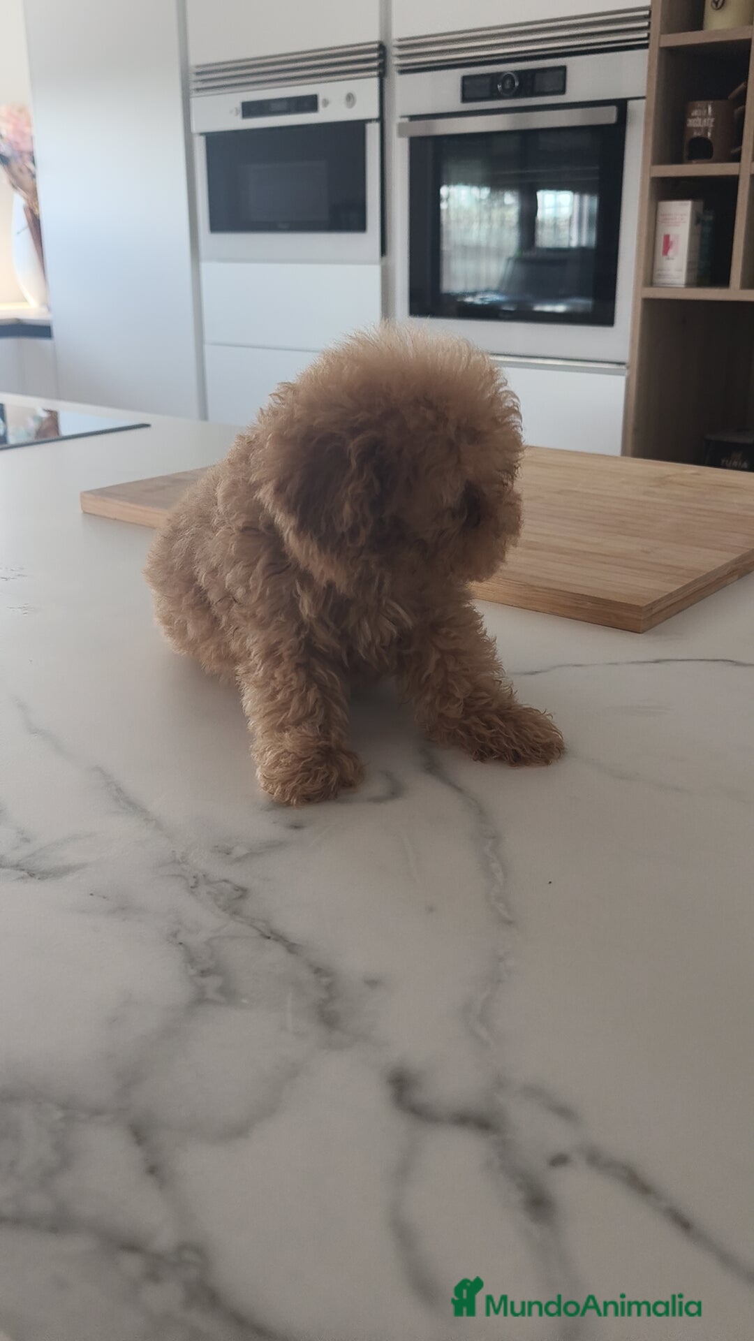Caniche Toy perros en venta: Caniche Toy excelente  - Imagen 7