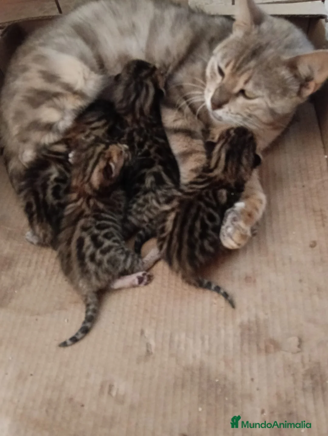 Bengalí gatos en venta: GATITOS BENGALI - Anuncio 2