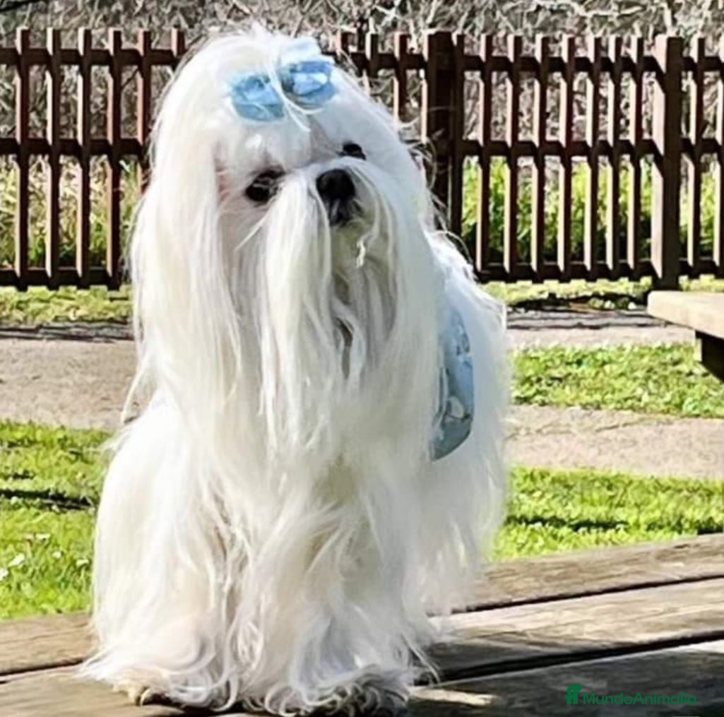 Bichón Maltés perros BICHON MALTES COREANO MINIATURA MÁXIMA CALIDAD  - Anuncio 17