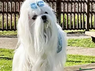 Bichón Maltés perros BICHON MALTES COREANO MINIATURA MÁXIMA CALIDAD - Anuncio 17