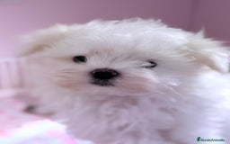 Bichón Maltés perros en venta: Bichon Maltes coreano - Imagen 2
