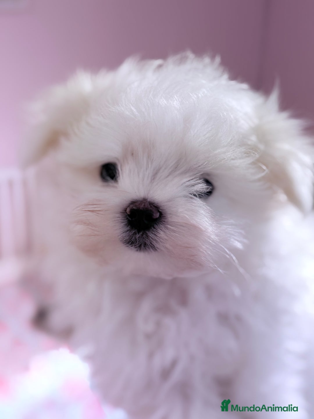 Bichón Maltés perros en venta: Bichon Maltes coreano - Imagen 2