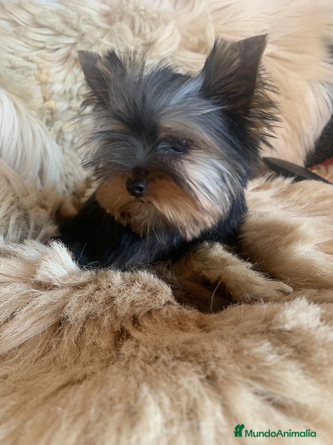 Yorkshire Terrier perros en venta: Camada de Yorkshire toy - Imagen 3