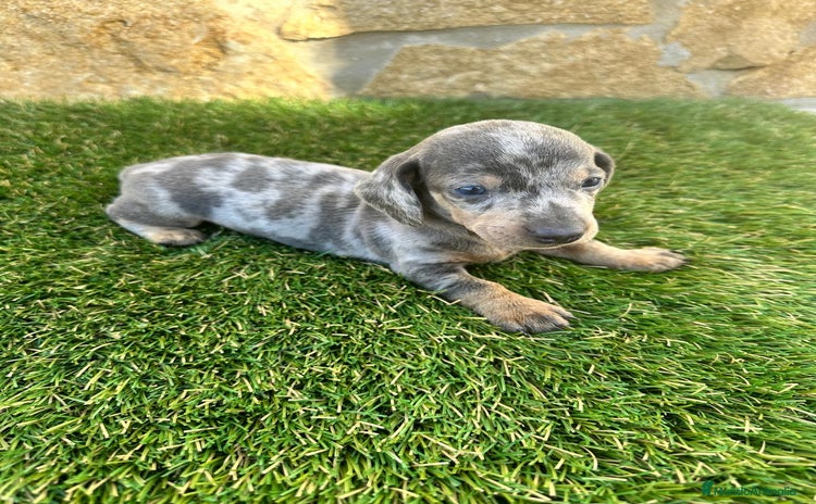 Teckel Miniatura perros Teckel Mini Arlequin - Anuncio 13