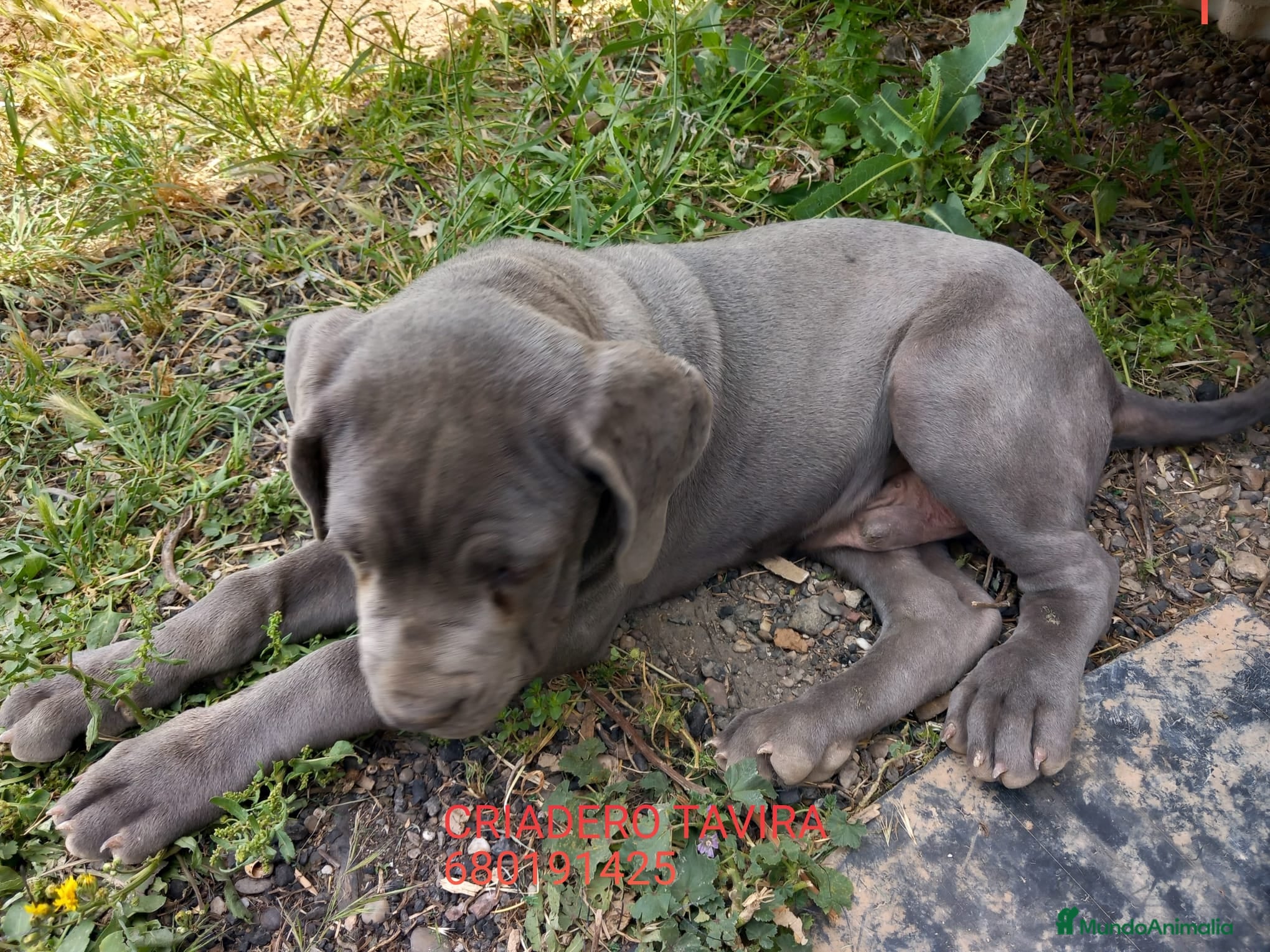 Mastín Napolitano perros Mastin Napolitano - Anuncio 13