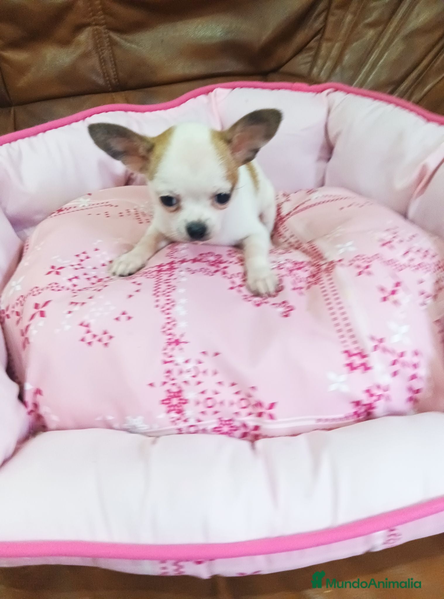 Chihuahua perros CHIHUAHUA TOY  - Anuncio 1