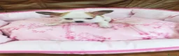 Chihuahua perros en venta: CHIHUAHUA TOY  - Anuncio 1