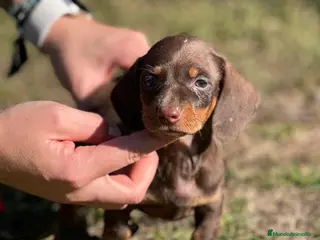 Teckel perros TECKEL HEMBRA CHOCOLATE MINIATURA! en Barcelona - Anuncio 3
